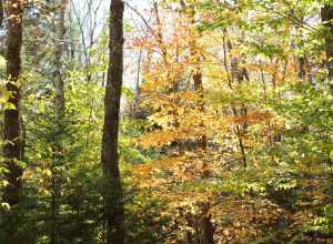 Flume Gorge Trail, Lincoln, New Hampshire, United States