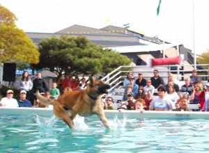 German Shepard walking on water