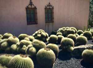 Pink stucco, the perfect bckdrop. These big fellas are 3 to 4 feet in diameter!