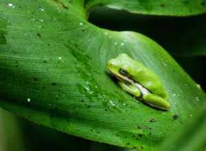 Green Treefrog (Hyla cinerea)