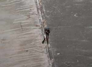 Northern Cliff Swallow (Petrochelidon pyrrhonota ssp. pyrrhonota). Subspecies of bird.