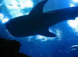 Whale shark silhouette