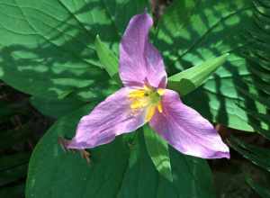 pink_trillium_flower_plant_cbubar