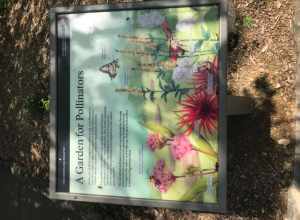 Sugarlands Visitor Center Pollinator Garden, May 2018--Andrea Walton