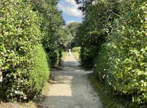 The formal gardens at Middleton Place were originally laid out in the 18th Century, but fell into ruins following the US Civil War and the 1886 Charleston Earthquake.  They were restored in the early 20th Century by the descendants of the Middleton