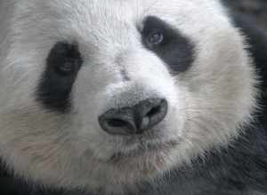 Giant Panda at the Atlanta Zoo

&lt;a href="https://fineartamerica.com/featured/distracted-panda-bryan-katz.html" rel="noreferrer nofollow"&gt;fineartamerica.com/featured/distracted-panda-bryan-katz.html&lt;/a&gt;