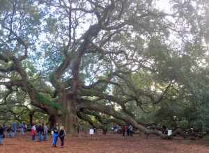 Angel Oak on Johns Island, South Carolina is a public attraction.