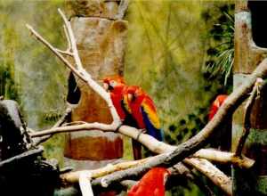 Lied Jungle Denizons