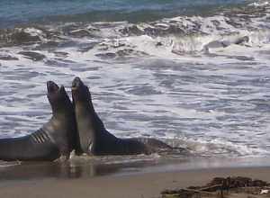 O Sole Mio !! Sea elephants melody ?? O Mia Cara !! Le chant des sirenes ??San Simeon California.