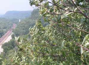 20050624 11 BNSF Mississippi River Palisades