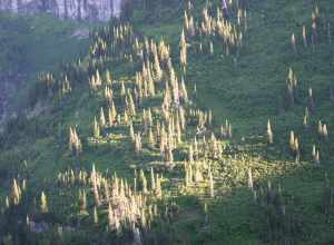 The tips of trees being lit by a setting Sun, while the rest has already fallen into shadow.