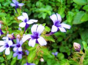 In the Kula botanical garden