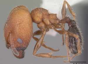 Profile view of ant Pheidole littoralis specimen casent0104404.