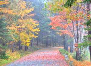 
500px provided description: The Season Of Mists And Mellow Fruitfulness [#autumn ,#forest ,#tree ,#woods ,#scenery ,#footpath ,#rural scene ,#lush foliage ,#boulevard ,#lush ,#country road ,#tree trunk]