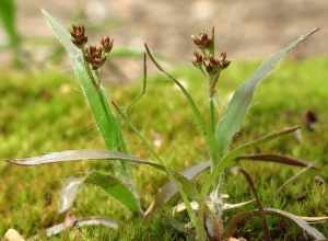 Luzula echinata.  Rock Creek Park, Washington, D. C. 19 April 2014.