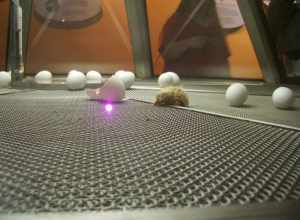 One of the best-known and most endearing sights at the Museum of Science and Industry is this incubator, where chicken eggs hatch. In the midst of all the other grand exhibits at the museum, this is the exhibit that lets the visitors re-connect with