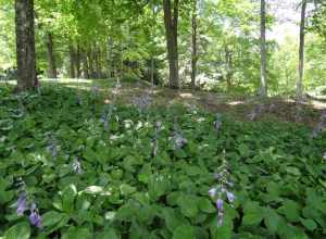 The Mount - Lennox MA