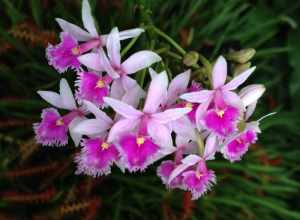 Epidendrum calanthum taken at Olbrich Botanical Gardens, Madison, WI.