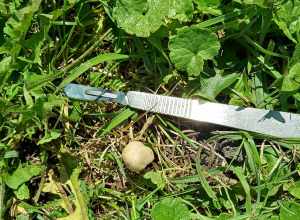 split fibrecap (Pseudosperma rimosum)