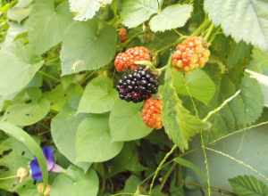 Brazos Blackberry fruit
