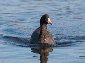 One of the things I've really enjoyed about birding while traveling is noticing the subtle differences between related species that have quite different ranges. Coots are a perfect example: the Eurasian Coot (previous picture) is quite similar to
