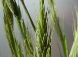 The brome-like spikelets arranged on wheatgrass-like inflorescences are distinctive of this genus. [Photo of M. Schmidt collections.]