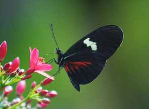 
500px provided description: Taken at the Butterfly Pavilion in Westminster, Colorado [#Butterfly]
