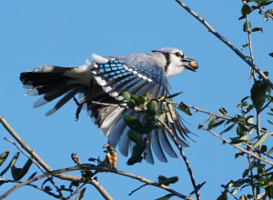Blue Jay Cyanocitta cristata semplei, Coconut Creek, Florida, USA.