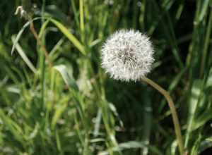 Closeup of Common Dandelion (Taraxacum officinale) parachute ball in Marymoor Park, Redmond, Washington.