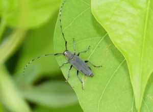 Dectes texanus in the United States