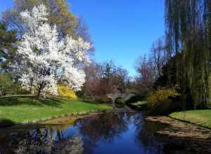 This is a picture of the trees in bloom during the spring at Dow Gardens in Midland, Michigan.