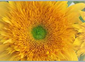 
500px provided description: Scored a bunch for $5 at the local Farmer's Market!

It's all about the color!  :-) [#yellow ,#flowers ,#macro ,#flower ,#flora ,#sunflower ,#photomatix ,#HDR]