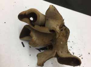 Otidea