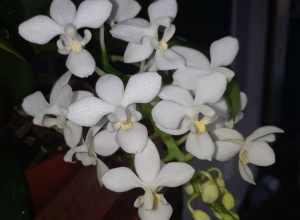 An orchid native, from Southeast Asia to the Philippines.