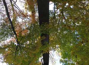 Large Tulip Poplar (Liriodendron tulipifera) at Wesselman Woods Nature Preserve at Evansville, IN