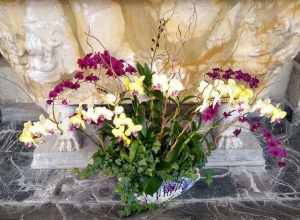 Orchids at Vizcaya Museum and Gardens