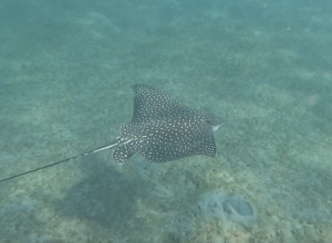 Spotted Eagle Ray (Aetobatus narinari) in the United States