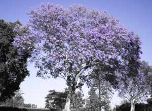 Image of a Jacaranda focused on the purple flowers, the green grass, and the blue sky.