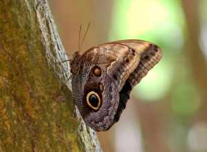 One of the butterflies at Six Flags Discovery Kingdom in in Vallejo, California.