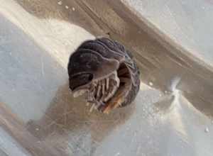 Little Sea Pill Woodlouse (Cubaris murina)