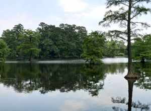 Swan Lake at the grounds of the Swan Lake Iris Gardens in Sumter, South Carolina, near Millwood Gardens and Westhaven.