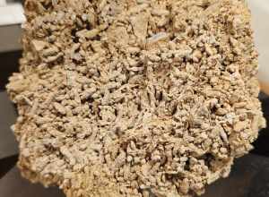 Parafusulina fossil at the Texas Energy Museum in downtown Beaumont, Texas. Per the museum, the organisms in this fossil are of an unknown species of the genus Parafusulina, of the subphylum Foraminifera and the order Fusulinida. It dates to the