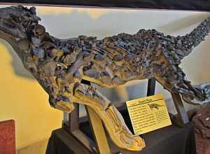 In 2000 a virtually complete Scelidosaurus skeleton was discovered in England. This fossil's hundreds of armor plates and spikes are preserved in their life positions, providing extraordinary details about how this dinosaur looked. St. George is the