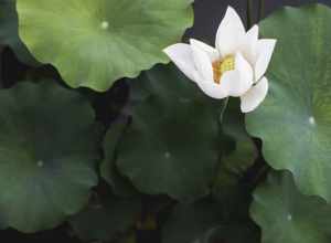 Meijer Gardens, Grand Rapids, United States