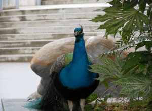 These run free around the grounds. This one was being a bad boy and sitting on the plants.