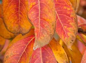 
500px provided description: Untitled [#leaf ,#orange ,#plant ,#organism]