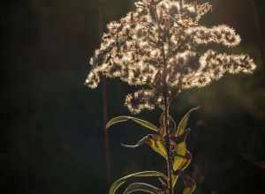 Backlighted Weed, Duluth