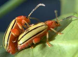 Disonycha quinquelineata
