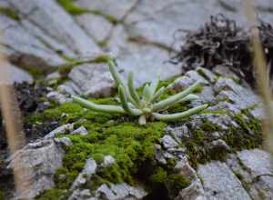 San Gabriel Mountains dudleya (Dudleya densiflora)