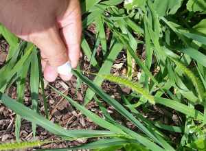 Setaria faberi